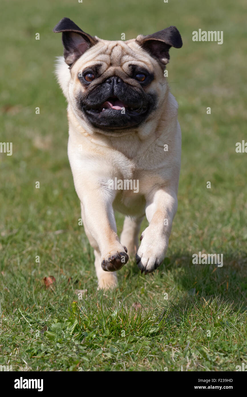 Running Pug Stock Photo