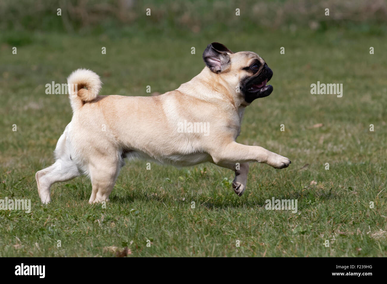 Running Pug Stock Photo