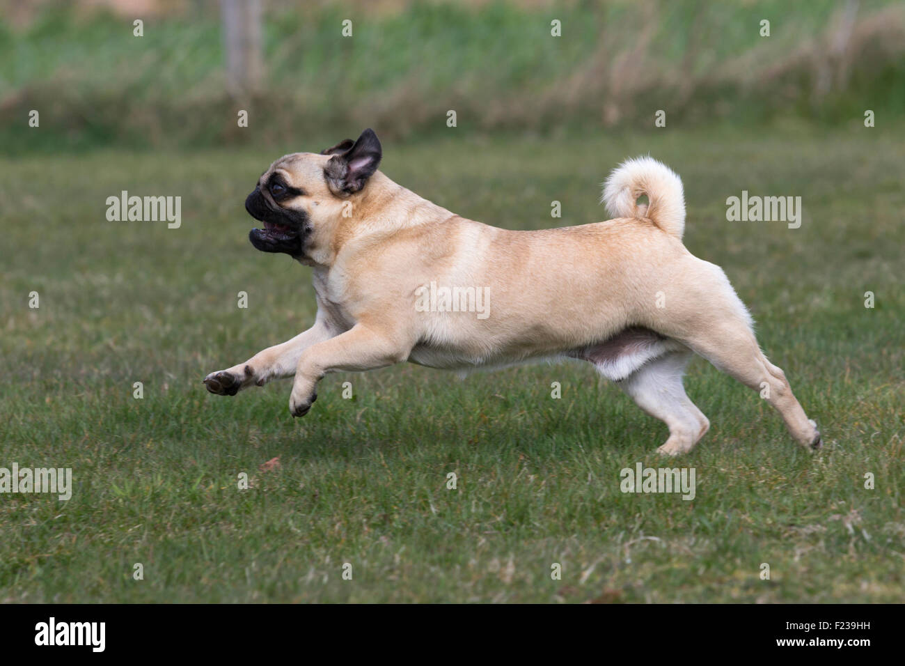 Running Pug Stock Photo