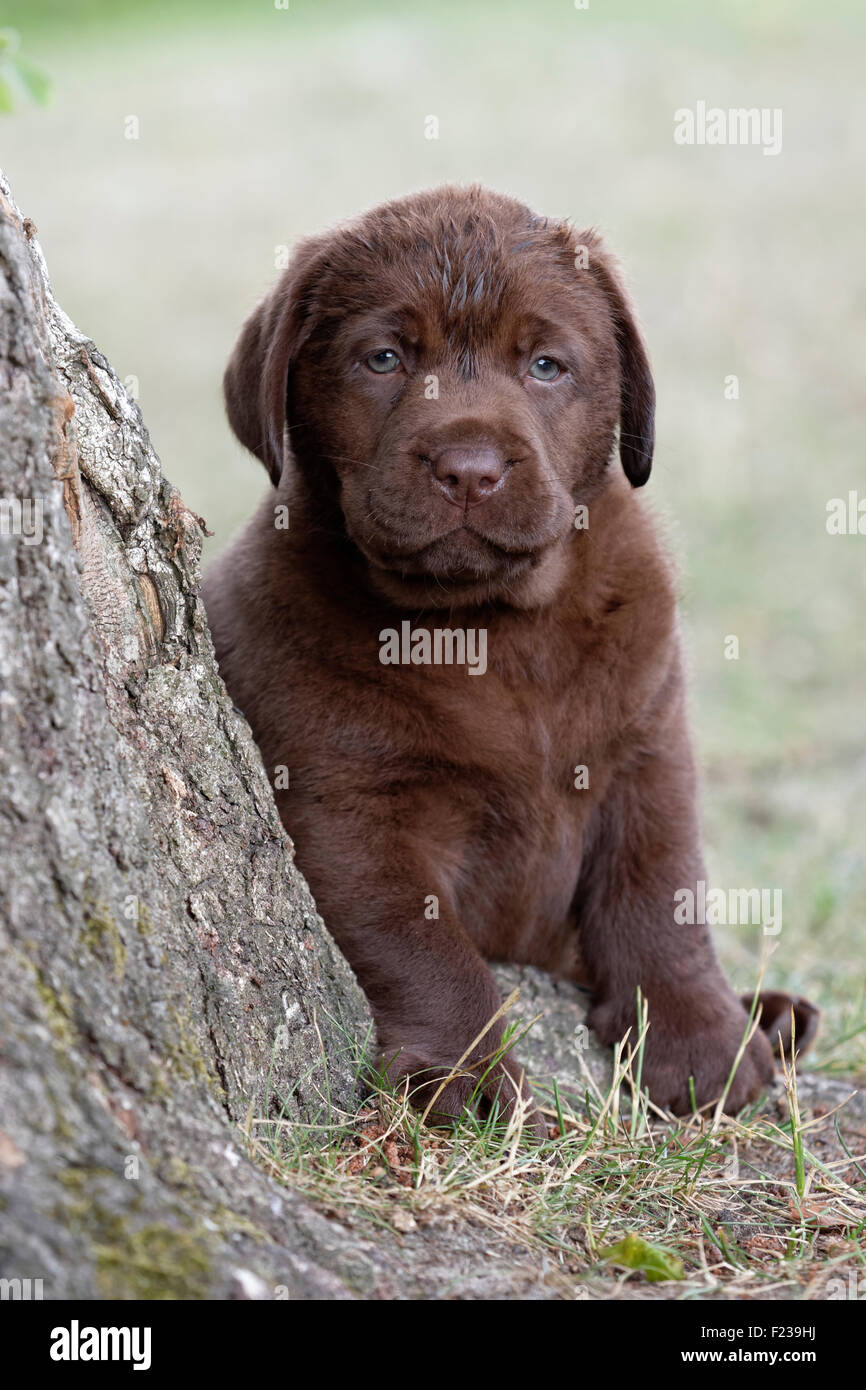 Labrador Retriever puppy Stock Photo