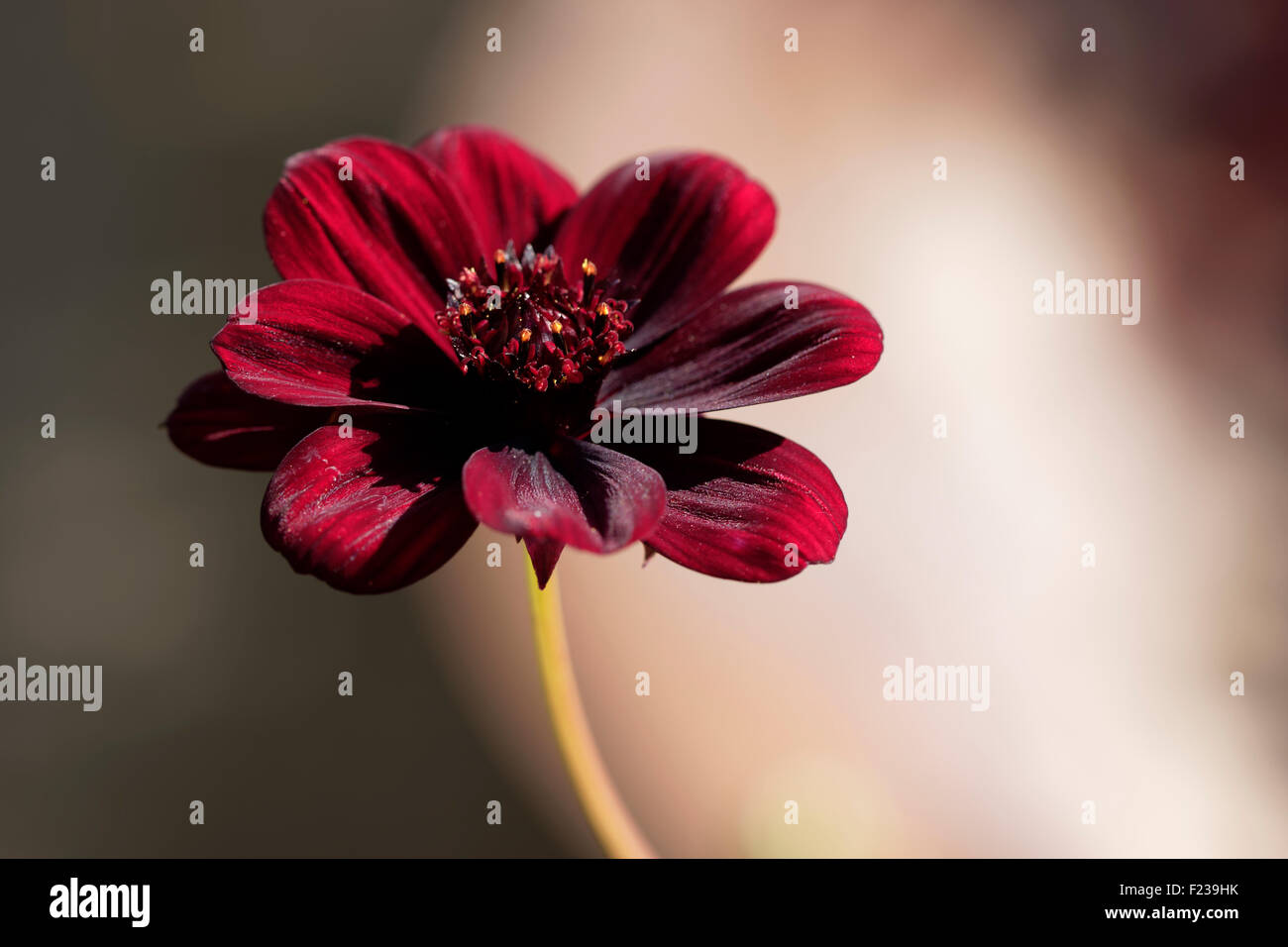 Chocolate Flower - Berlandiera lyrata Stock Photo