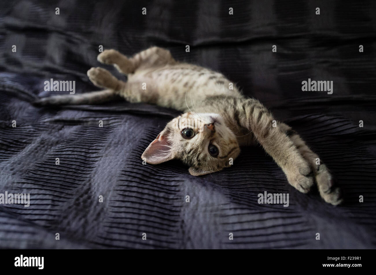 Lazy kitten relaxing on bed. Stock Photo