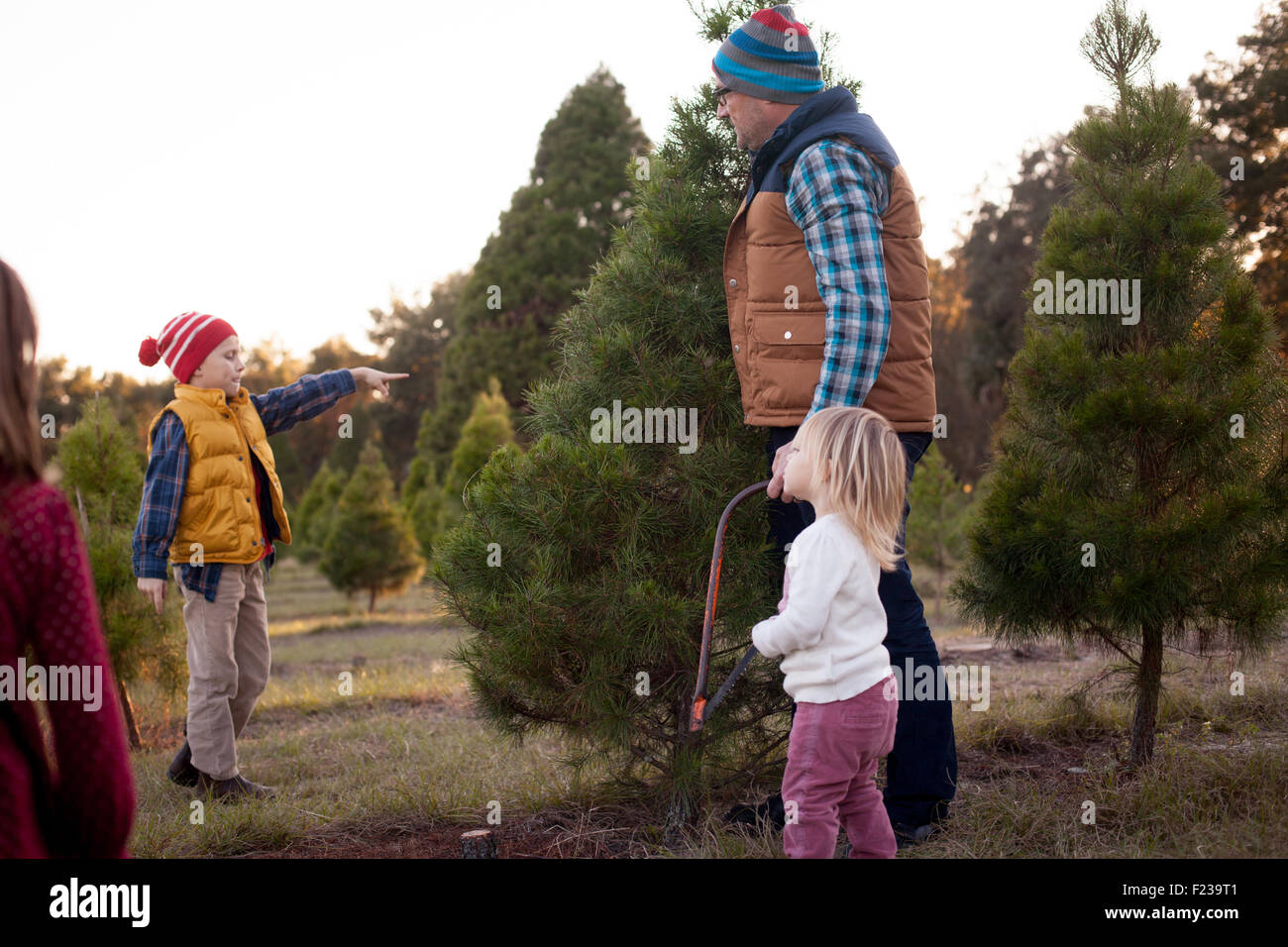 A father with his son and daughters on a Christmas tree farm Stock ...