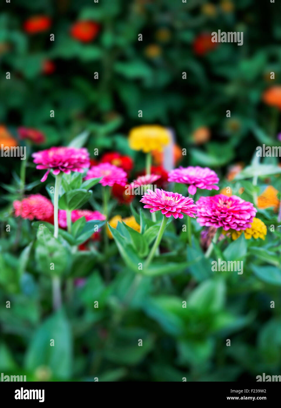 Zinnia flowers in bloom. Stock Photo