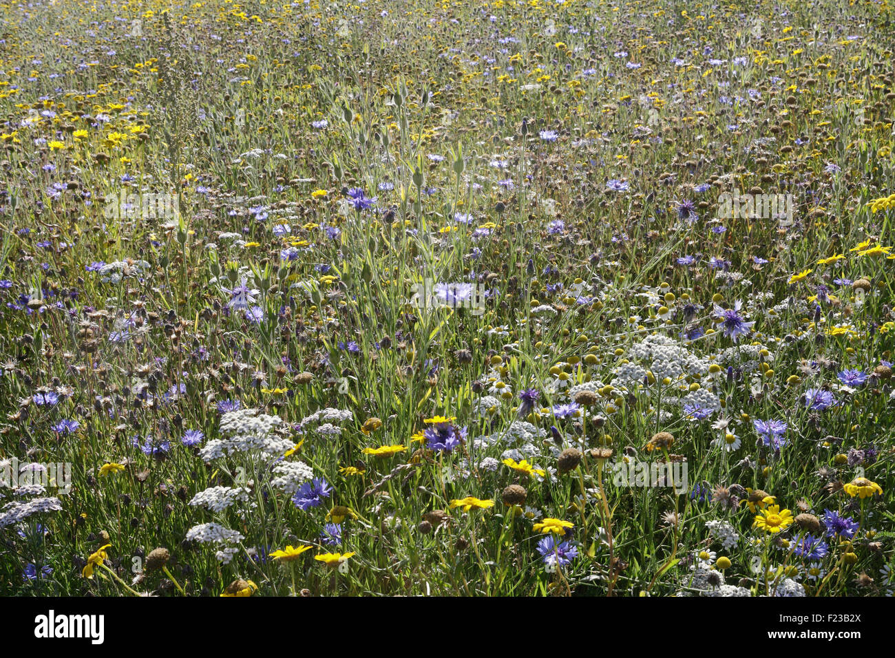 Wildflower Meadow in Bloom Stock Photo Alamy