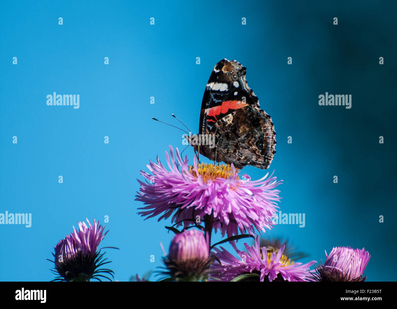 Red Admiral butterfly on Michaelmas Daisy Stock Photo