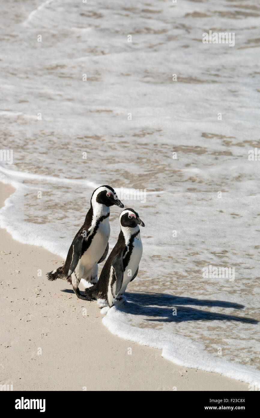 African Penguin colony (Jackass penguins), Foxy Beach, Boulders Beach National Park, Simonstown, South Africa Stock Photo