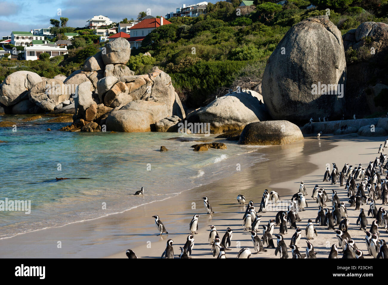 African Penguin Jackass Penguin Colony Boulders Beach National Park African Penguin Jackass Penguin Colony Boulders Beach National Park