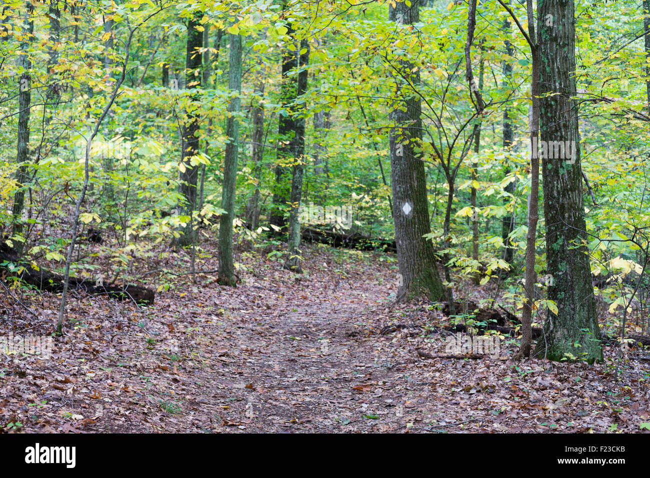 Hiking trail on Hemlock Cliffs trail, Hoosier National Forest, English, Indiana Stock Photo