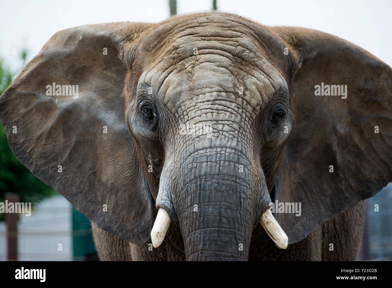 Adult elephant head Stock Photo