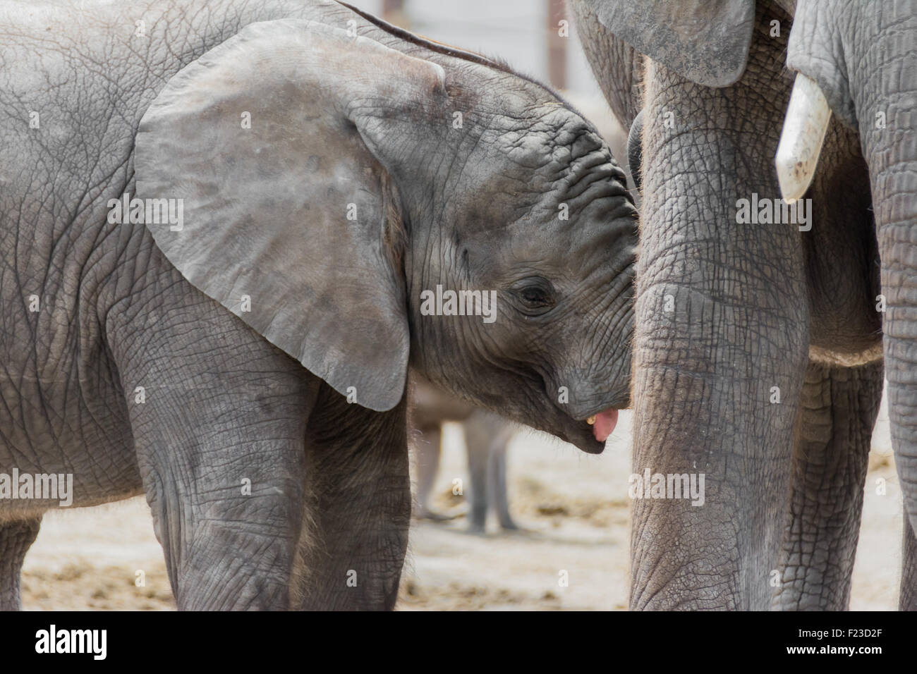 Young elephant calf drinking at mother Stock Photo