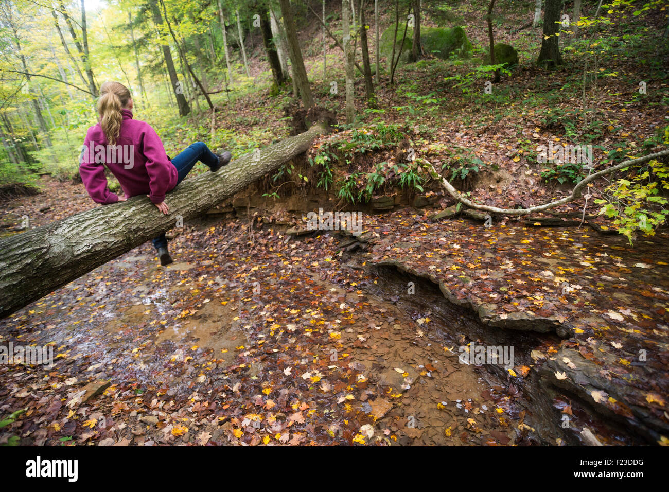 Girl scooting across a fallen tree over a creek on Hemlock Cliffs trail on an Autumn day, Hoosier National Forest, English, IN Stock Photo