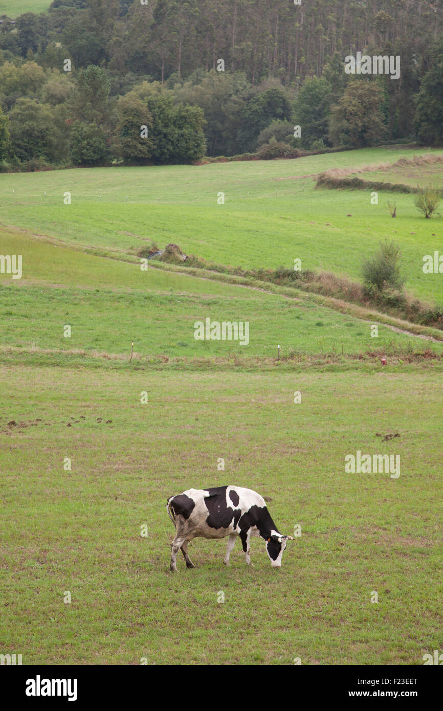 dairy cows grazing in the field Stock Photo