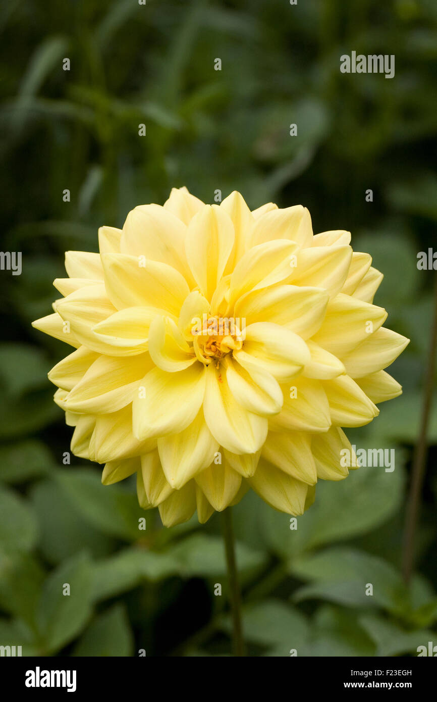 Yellow Dahlia flower in the garden. Stock Photo
