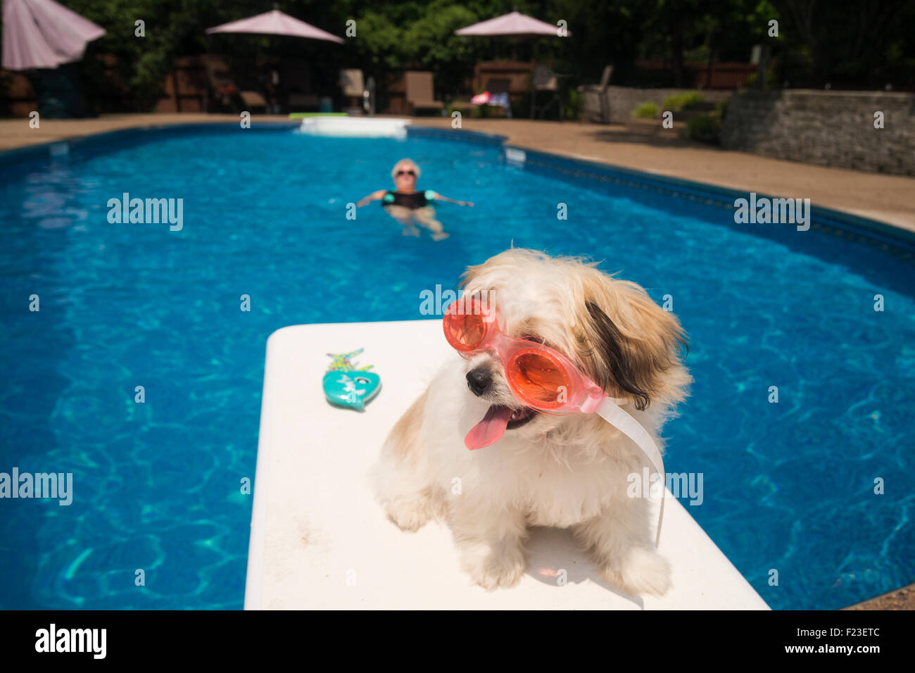 Little white dog sits on the diving board of a residential swimming pool wearing pink swim goggles while a senior woman floats Stock Photo