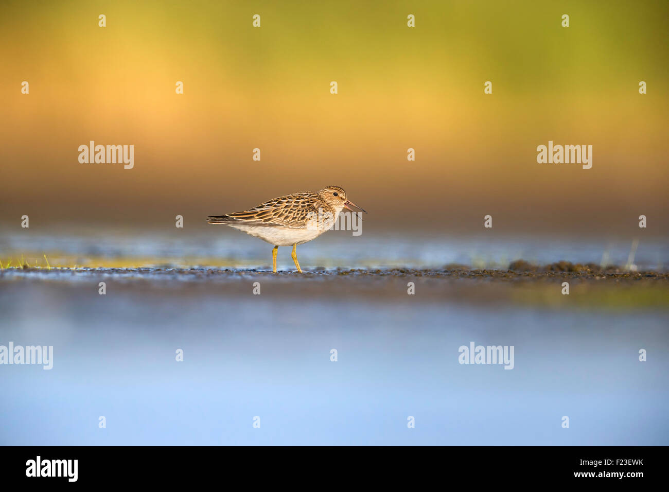 Pectoral Sandpiper vocalizing at the Jamaica Bay Wildlife Refuge, NYC Stock Photo