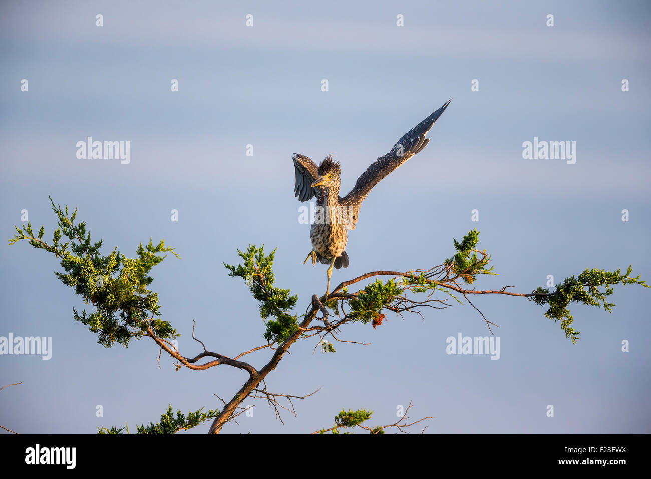 Black-crowned Night Heron spreading its wings / finding balance right after landing at the top of the tree Stock Photo