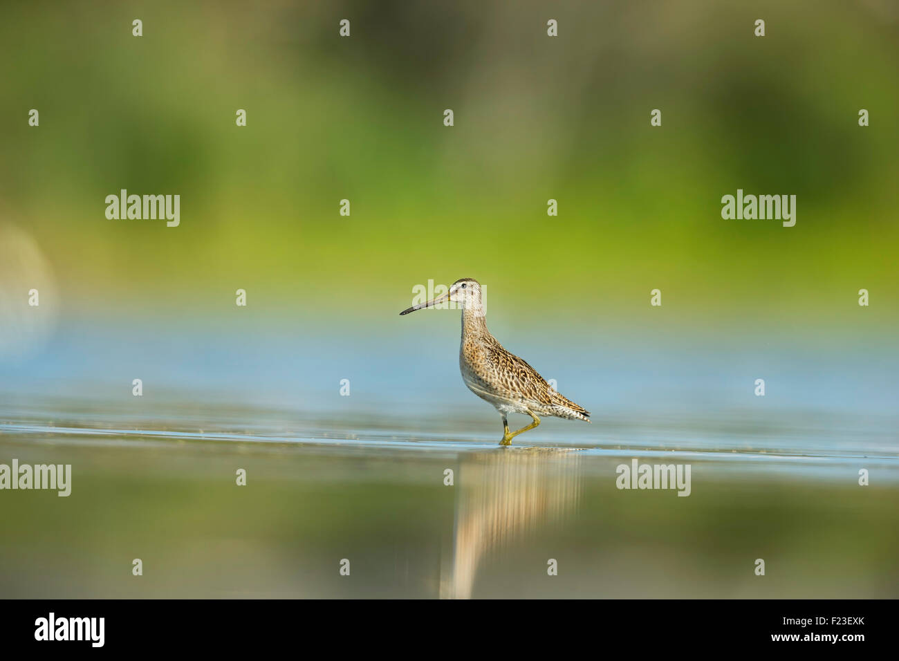 Short-billed Dowitcher, a shorebird, standing in a shallow water at Jamaica Bay Wildlife Refuge , New York City, USA Stock Photo