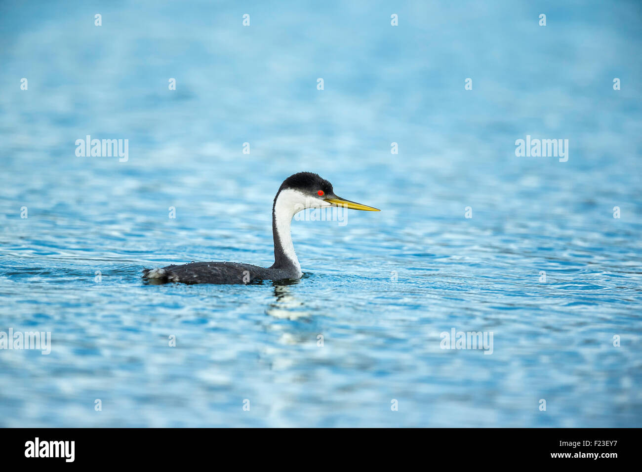 Western Grebe swimming in a lake in the Pacific North West region of USA Stock Photo