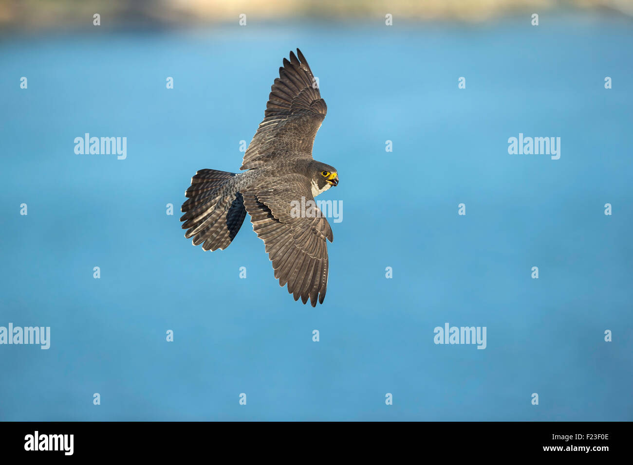 Peregrine falcon new york hi-res stock photography and images - Alamy
