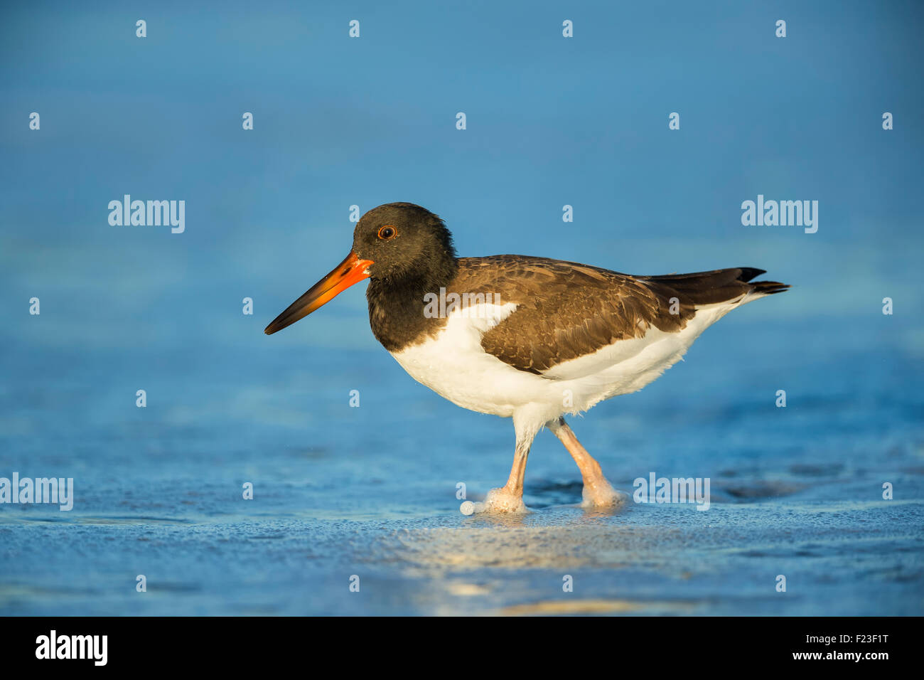 Juvenile American Oystercatcher (Haematopus palliatus) walking