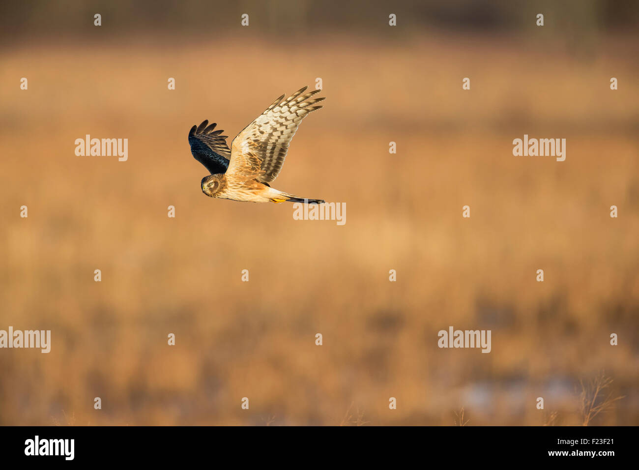 Marsh hawk hi-res stock photography and images - Alamy
