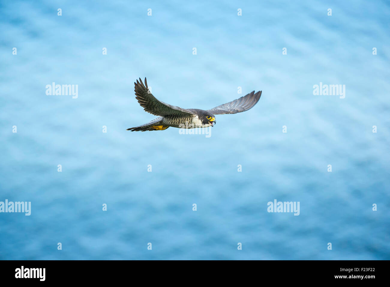 Adult Peregrine Falcon (Falco peregrinus) in flight with a river in the ...