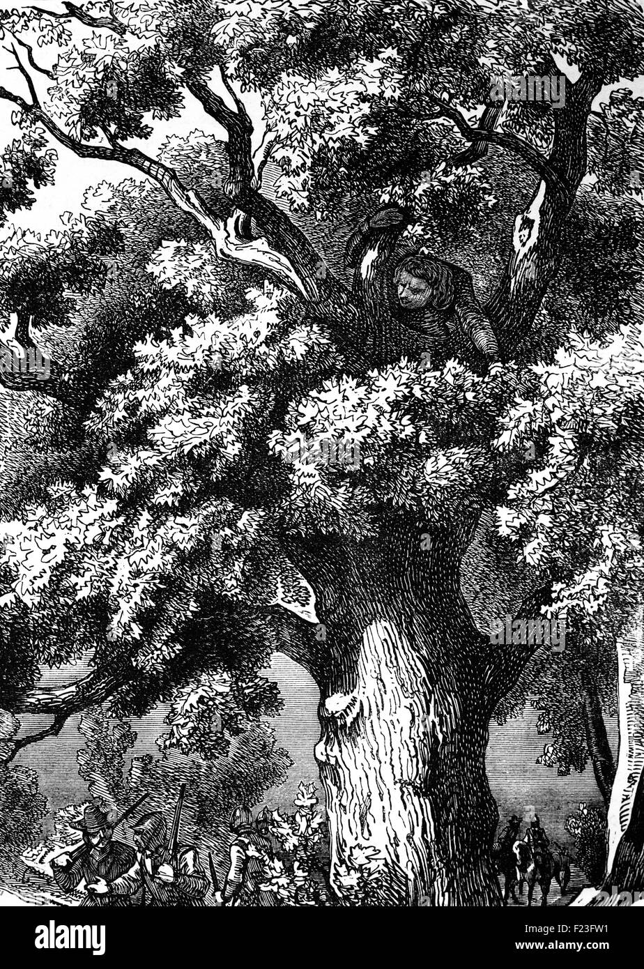 While on the run after the Battle of Worcester, King Charles II, at the suggestion of  Colonel William Careless, who had fought at Worcester, spent a day hiding in an oak tree (The Royal Oak) near Bascobal House in Shropshire, while Parliamentary troops searched the surrounding woodland. Stock Photo