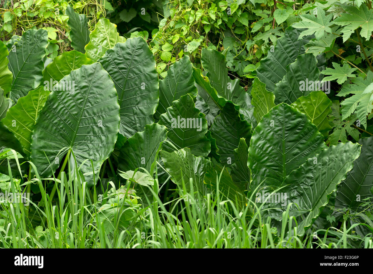 Jungle leaves are giant green fan like leaves in the middle of the jungle. Stock Photo