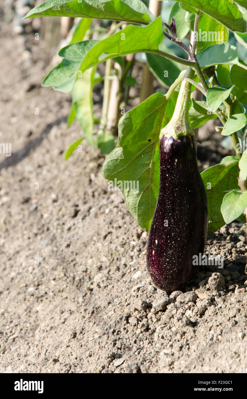 Eggplant growing on a tree Stock Photo Alamy