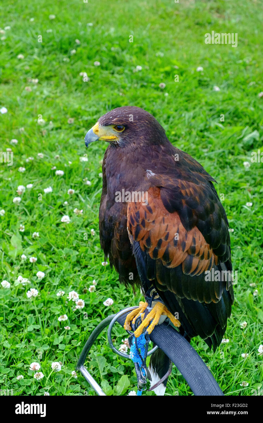 falcon hawk bird of prey raptor Stock Photo