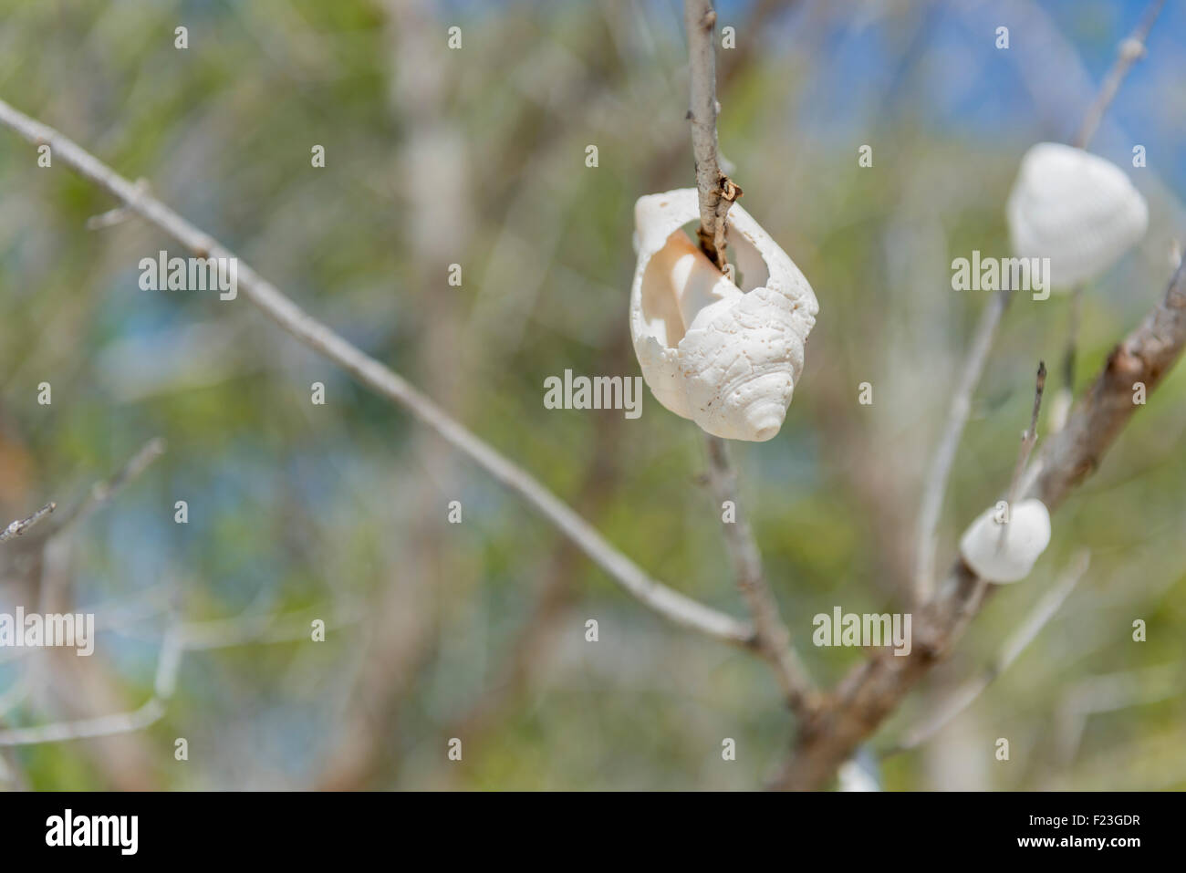 Seashell Tree Stock Photo