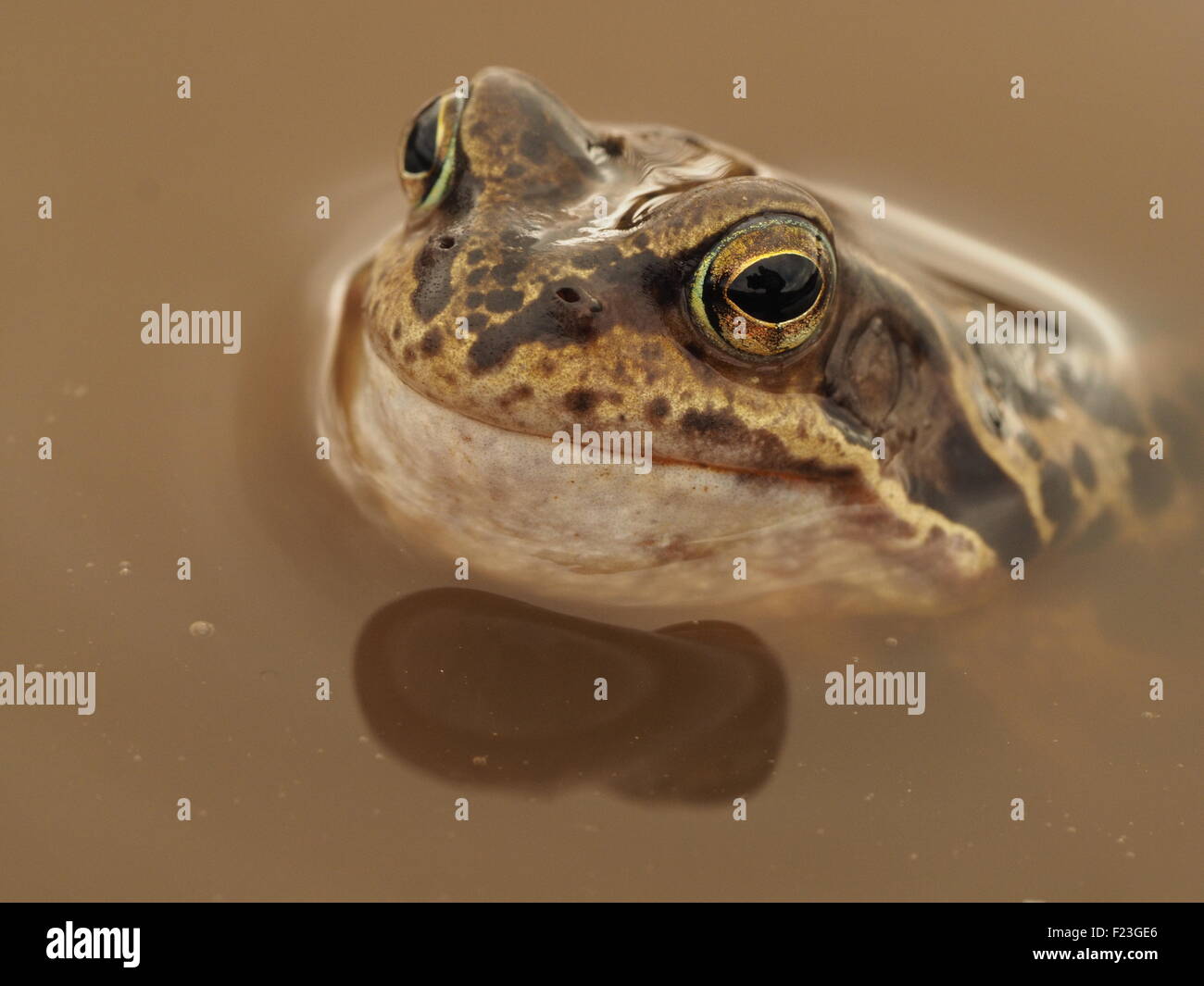 Common Frog (Rana Temporaria) with throat inflated ready to croak in breeding pool Stock Photo