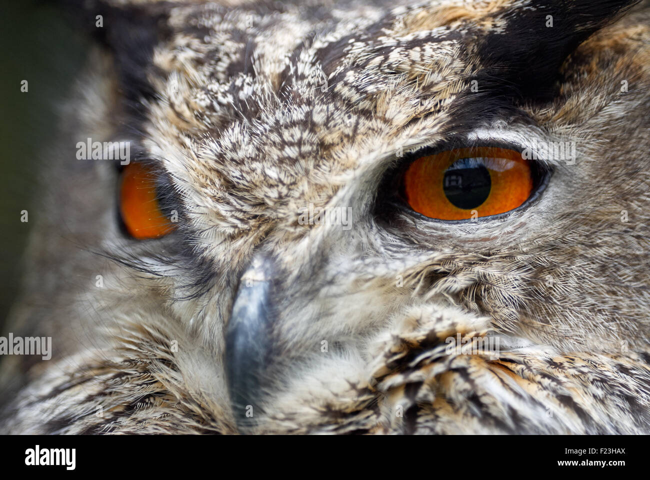 Beautiful orange eyes of eagle owl Stock Photo