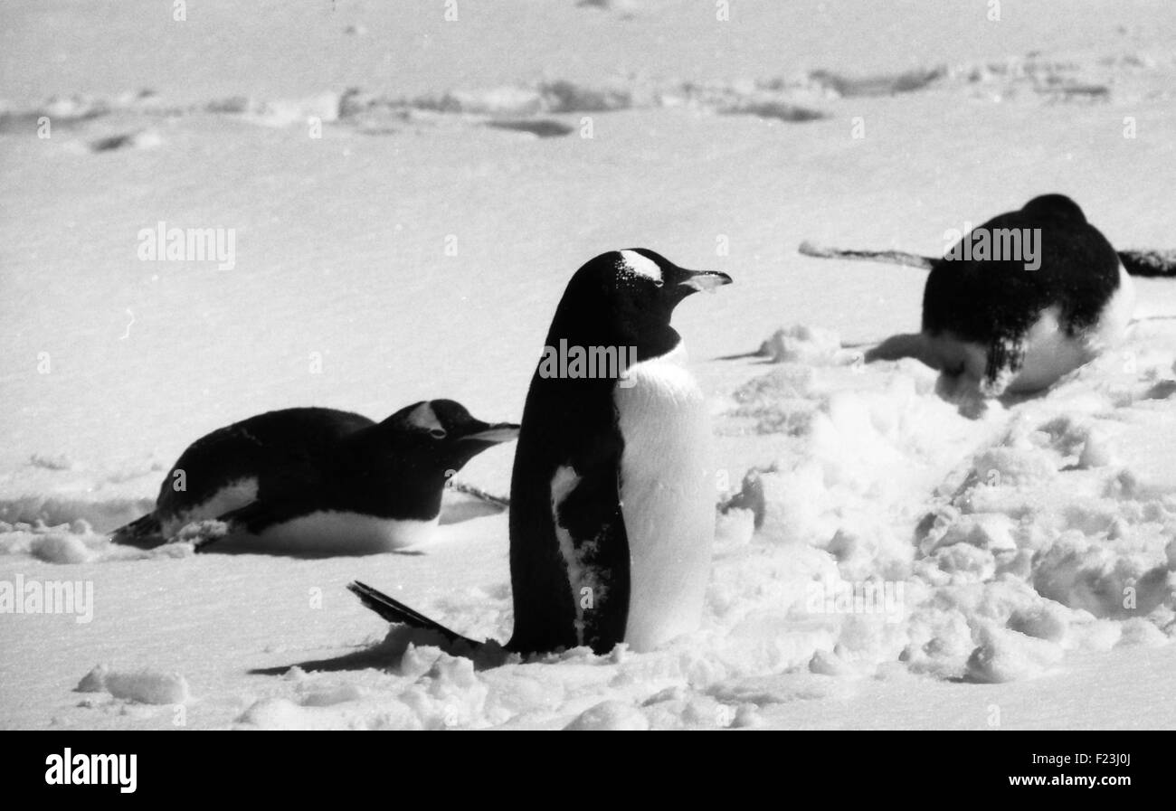 Gentoo penguins in the Antarctic Peninsula, Antarctica Stock Photo