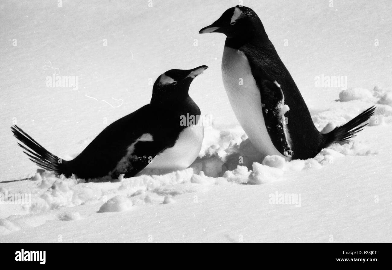 Gentoo penguins in the Antarctic Peninsula, Antarctica Stock Photo
