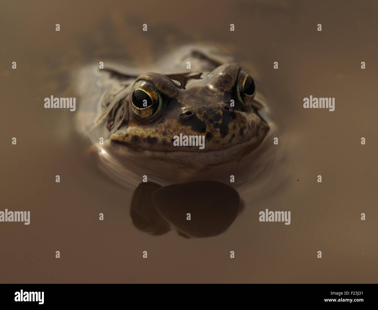 Common Frog (Rana Temporaria) resting between croaks in breeding pool Stock Photo