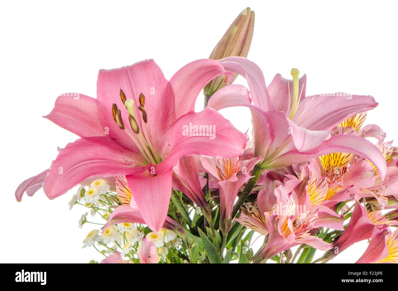 Beautiful pink lilies isolated on white background Stock Photo - Alamy