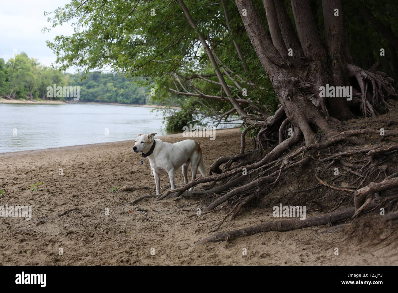 A dog standing next to exposed tree roots beside the Mississippi river ...
