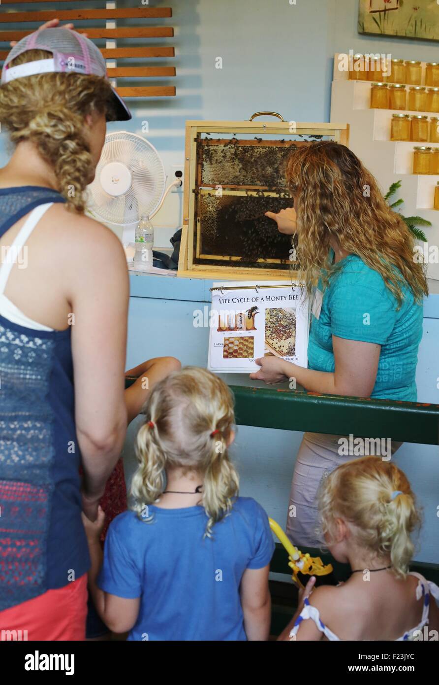 A woman teaching a group of people about beekeeping at the Minnesota State Fair Stock Photo Alamy