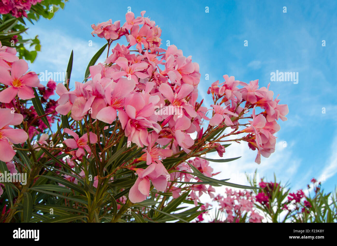 Pink oleander on a blue sky background Stock Photo
