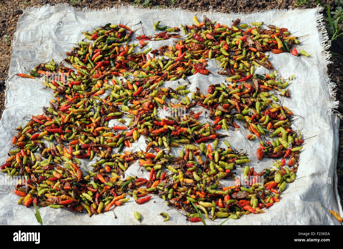 Chilli peppers for sale at market, Luang Prabang, Laos Stock Photo - Alamy