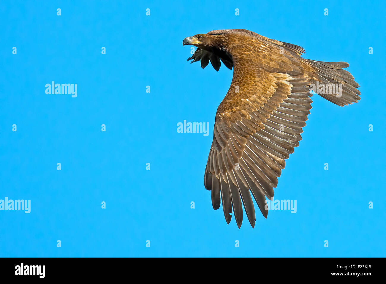 Juvenile Bald Eagle in Flight Stock Photo