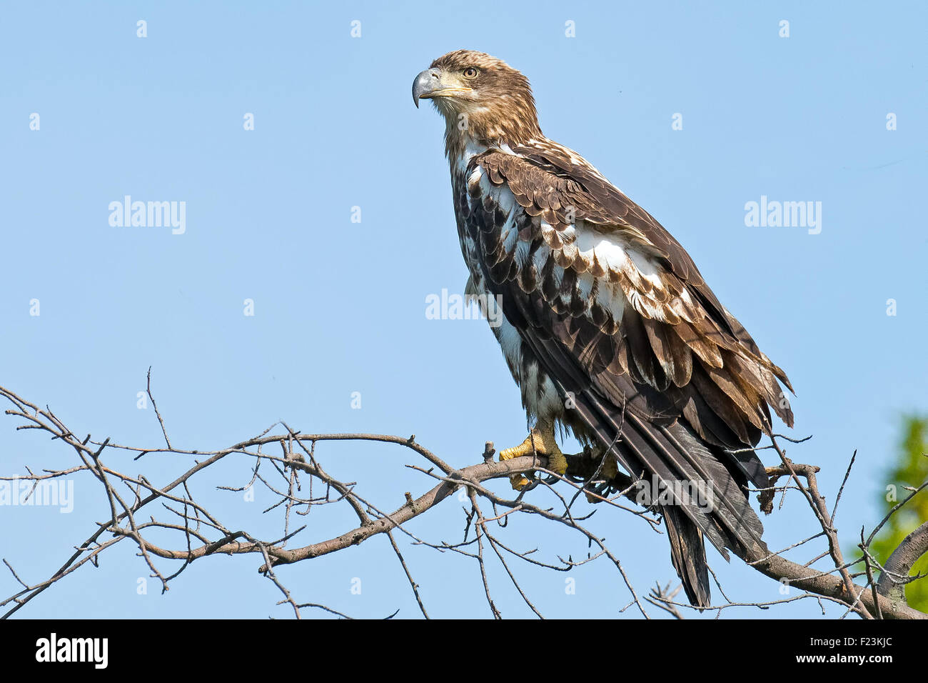 Juvenile American Bald Eagle sitting in a tree Stock Photo