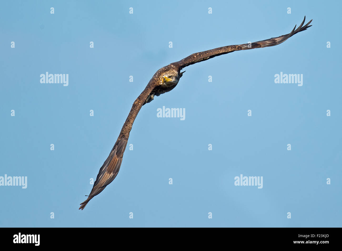 Juvenile American Bald Eagle in Flight Stock Photo