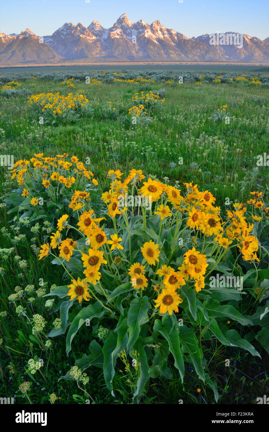 Balsm Root flowers bloom in early June in Grand Teton National Park
