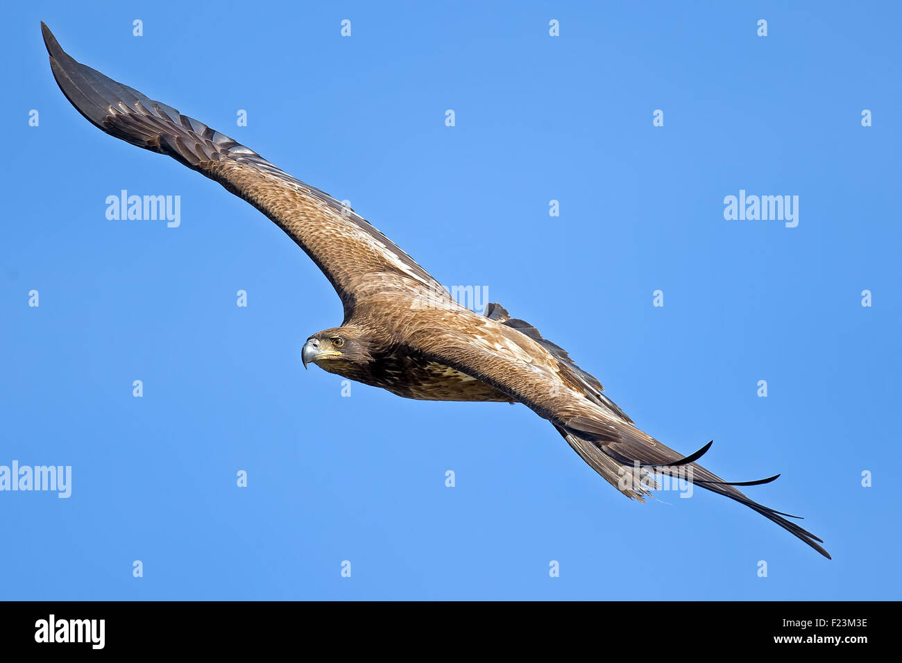 Juvenile american bald eagle hi-res stock photography and images - Alamy