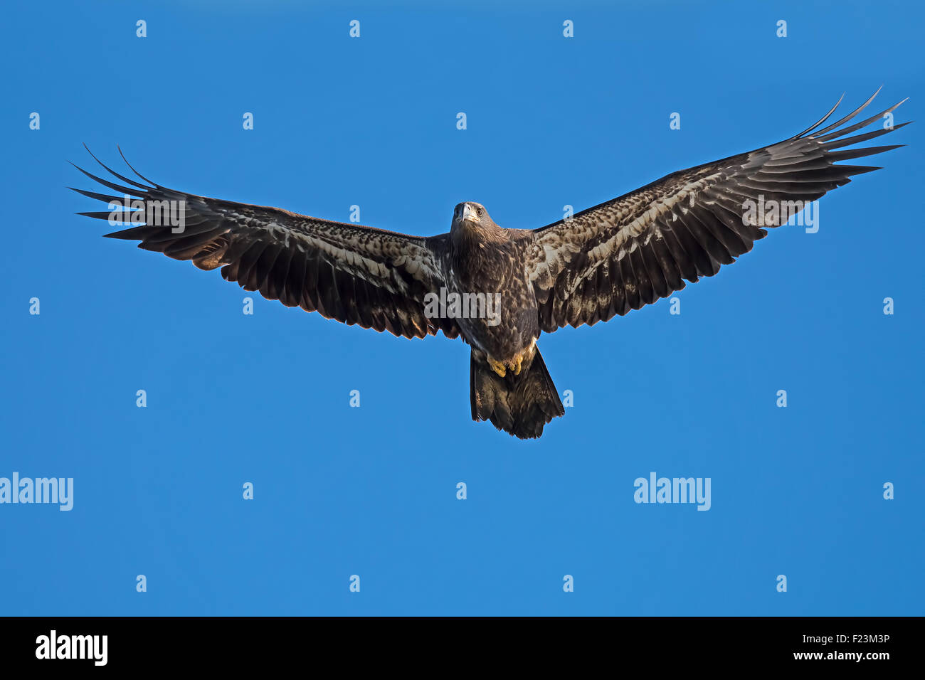 Juvenile Bald Eagle in Flight Stock Photo - Alamy
