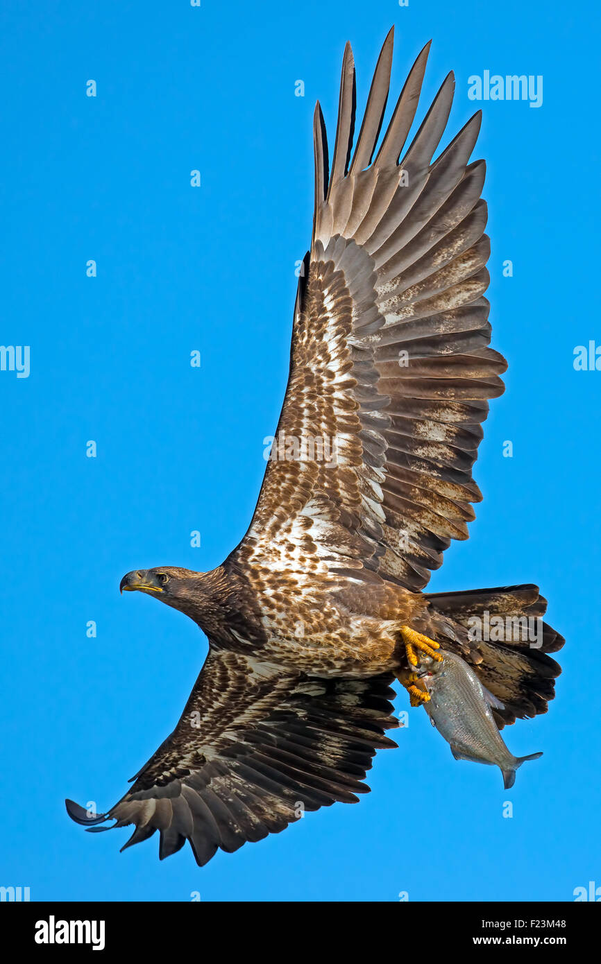 Juvenile American Bald Eagle in Flight with Fish Stock Photo - Alamy