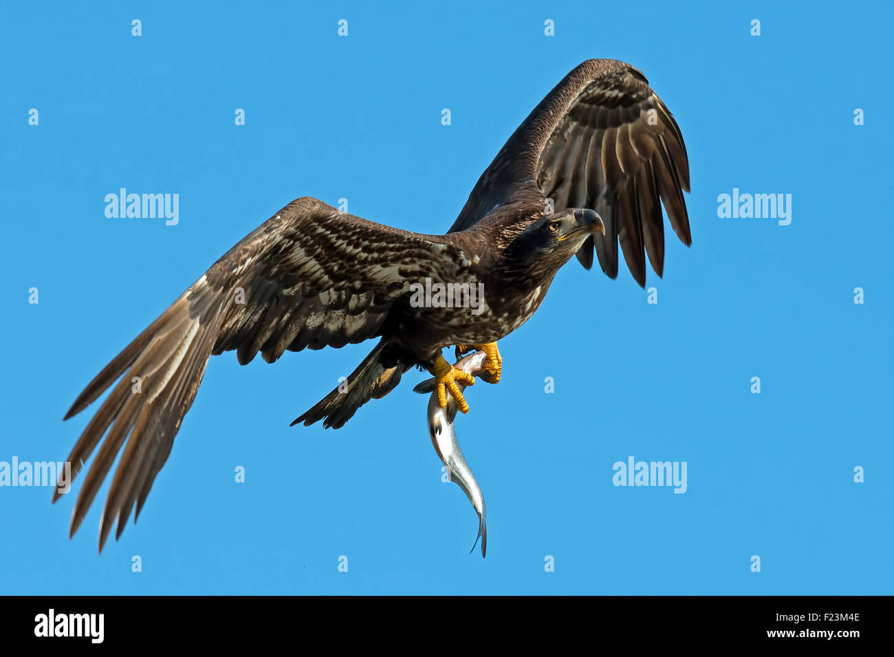 Juvenile American Bald Eagle in Flight with Fish Stock Photo - Alamy